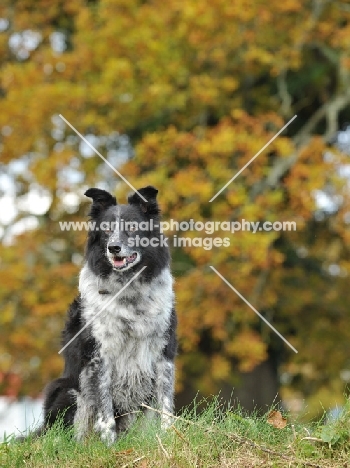 working sheepdog non pedigree border collie sat in front of autumn tree