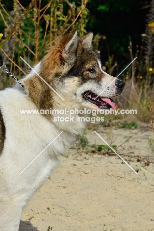 Thai Bangkaew dog, profile shot