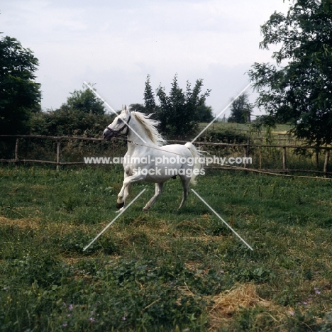 Lipizzaner, a Favory stallion on lunge at monterotondo