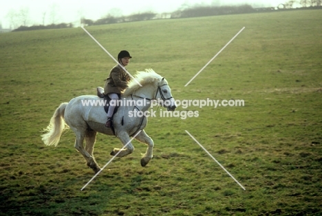 pony cantering with a young rider  