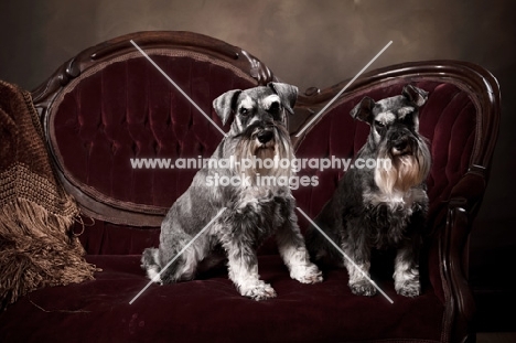 two miniature schnauzers on a sofa