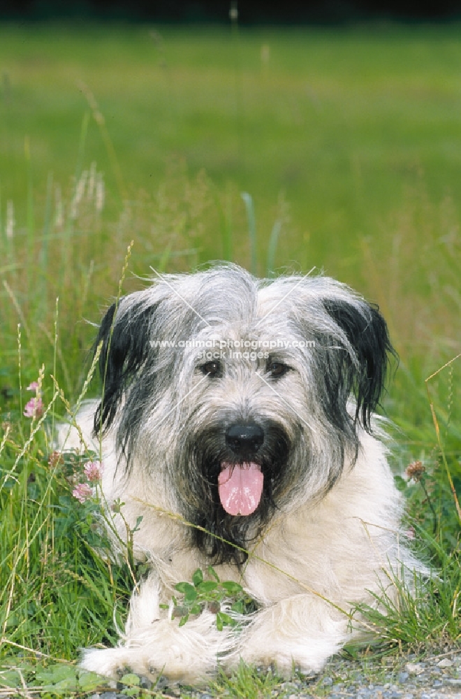 fluffy mongrel