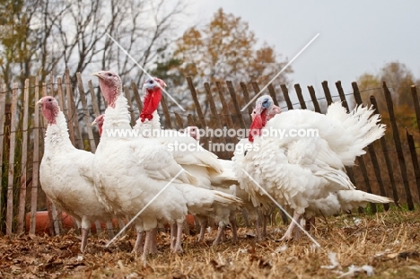 group of turkeys