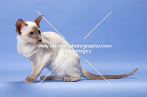young lilac point Siamese