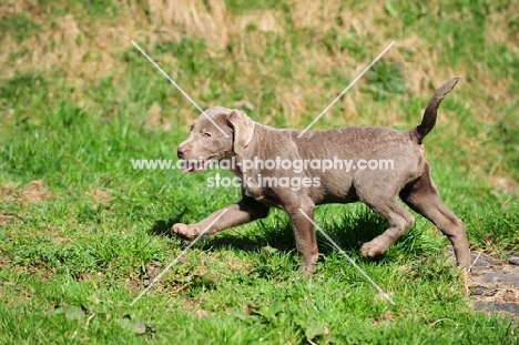 silver Labrador puppy (rare colour)