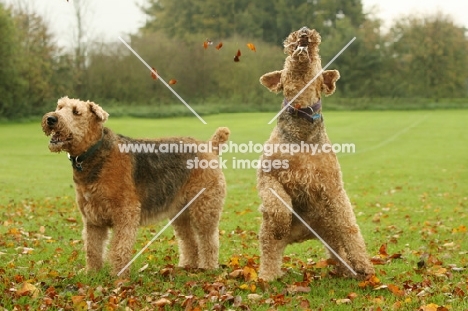 two Airedale terriers in autumn