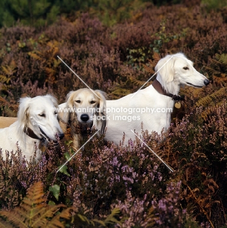 three salukis  in heather, geldara burydown yanina, geldara amrita, geldara oberon