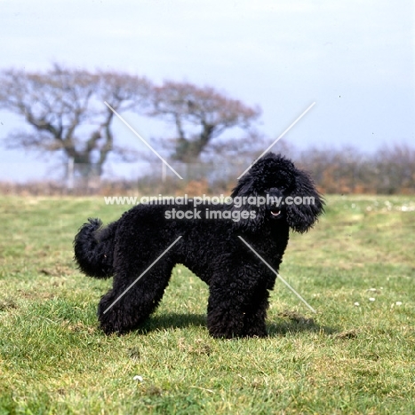 undocked miniature poodle with low tail carriage in pet clip