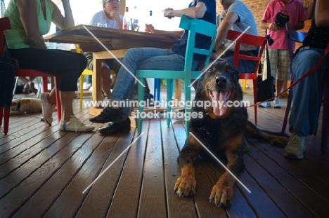 Well-behaved Beauceron resting on a restaurant floor