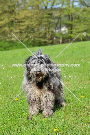 young blue merle Bergamasco on grass