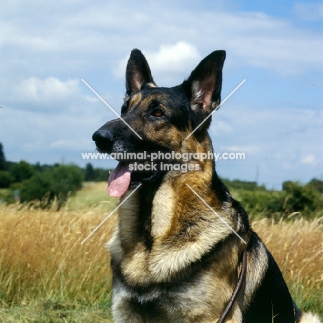 german shepherd dog in corn field, portrait
