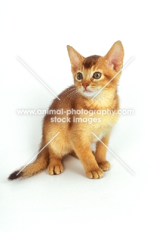 chocolate Abyssinian kitten on white background