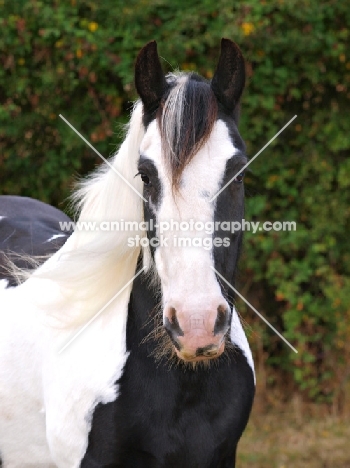 Piebald horse, looking at camera