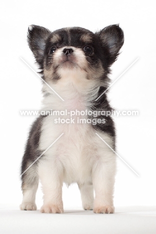 longhaired Chihuahua puppy, looking up