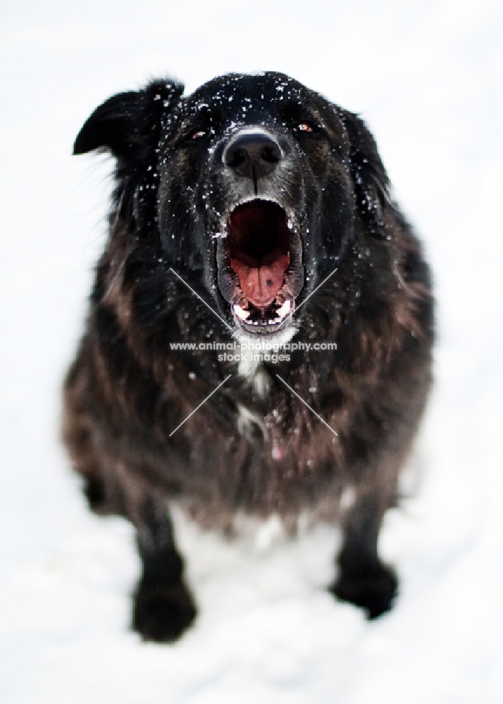 Black dog barking in snow