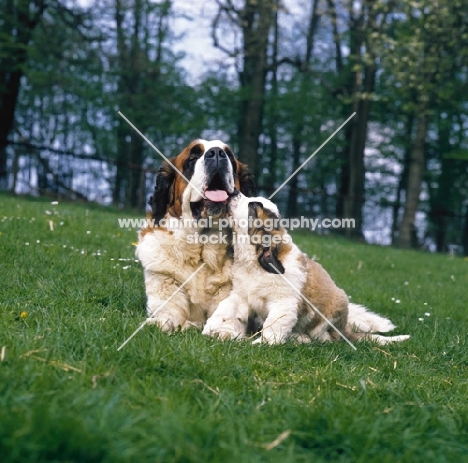 st bernard puppy licking mum