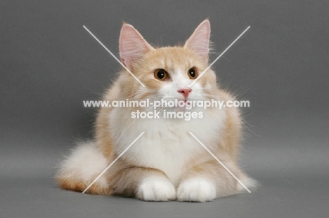 Norwegian Forest Cat lying down, Cream Mackerel Tabby & White