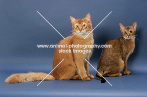 Sorrel Somali and Ruddy Abyssinian on blue background