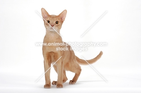 Abyssinian on white background