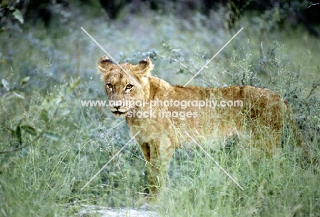 lion cub in silver foliage in kruger national park, south africa