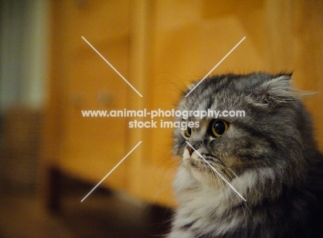 Scottish Fold Cat. 