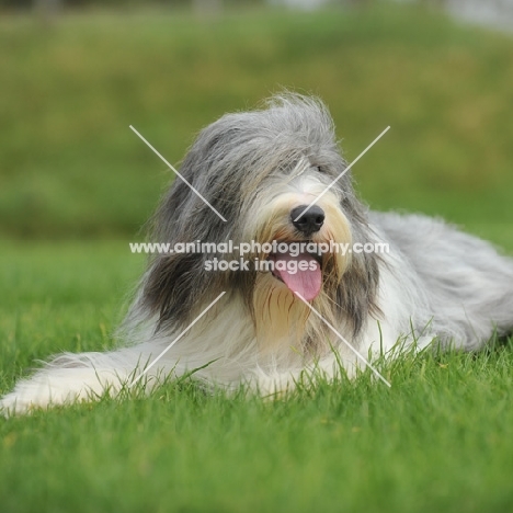 Bearded Collie