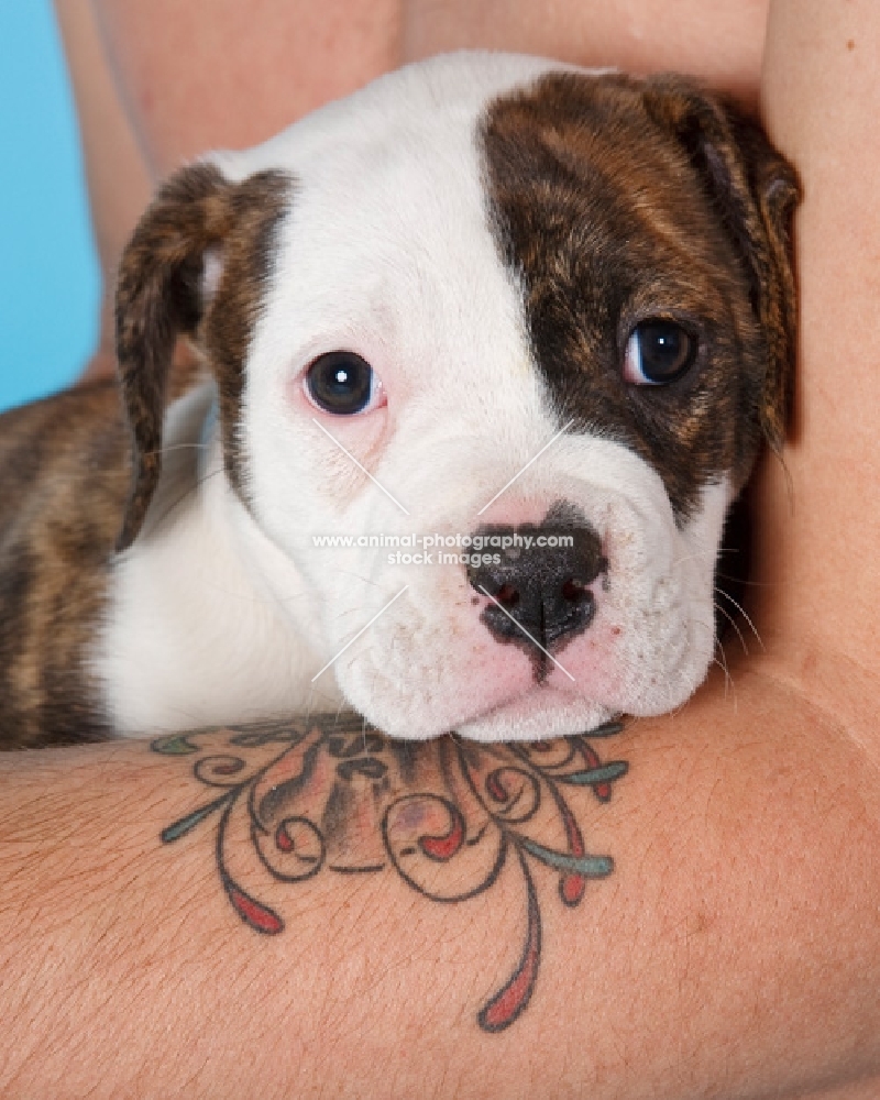 American Bulldog puppy resting in arm