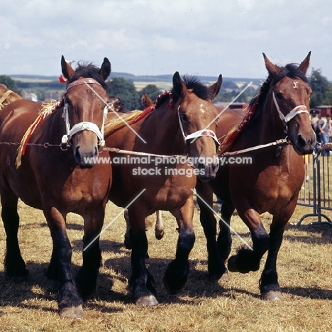 Three Ardennais in line being shown at Libramont