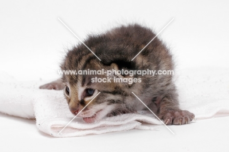 2 week old Asian Leopard kitten