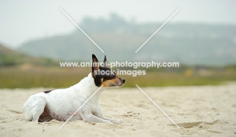 Toy Fox Terrier lying on sand
