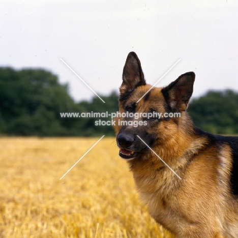 dick di quattroville,  german shepherd dog portrait