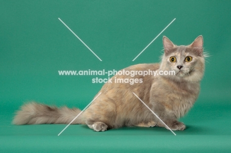 Blue Tortie Longhaired Munchkin sitting down