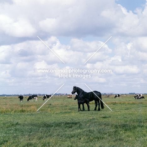 Friesian and foal, one week old,  alone in field of cows in Holland