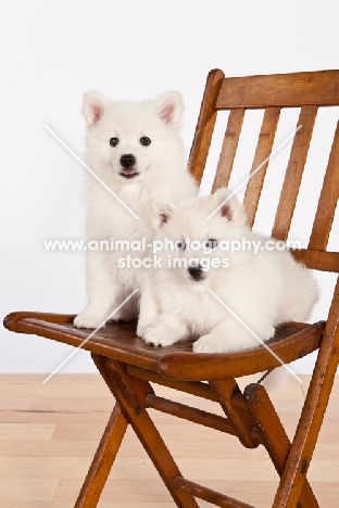 two American Eskimo puppies on chair