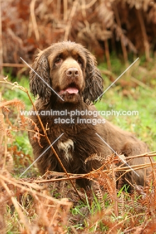 Sussex Spaniel in autumn