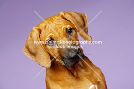 Rhodesian Ridgeback puppy head study