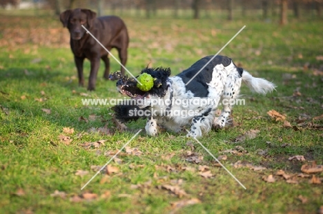 black and white English Springer Spaniel catching ball