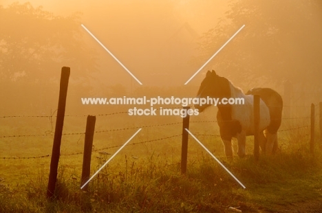 horse at dawn