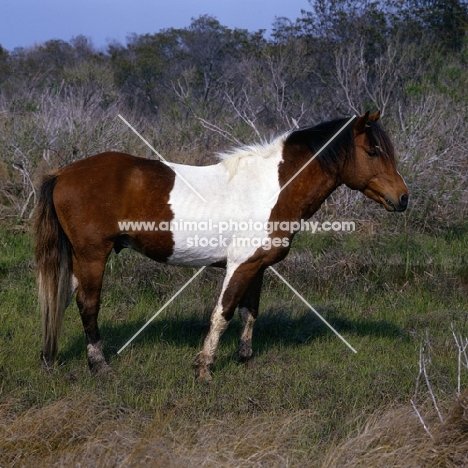 Side view of chincoteague pony assateague island