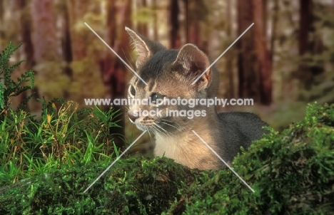 blue Abyssinian kitten near moss