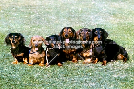 6 types of dachshund sitting on grass, both sizes, smooth, long and wire haired
