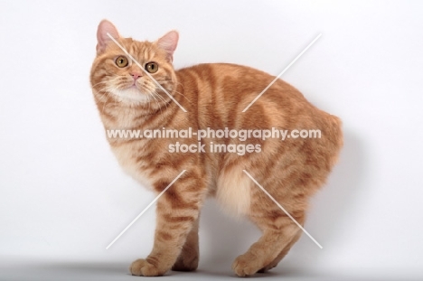 Red Classic Tabby Manx, side view
