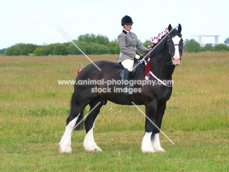 Shire horse being ridden