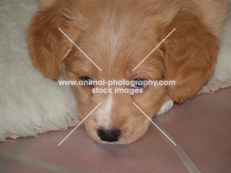 Nova Scotia Duck Tolling Retriever