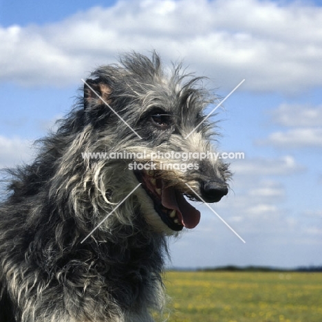 deerhound, portrait, he goes by the name of champflower