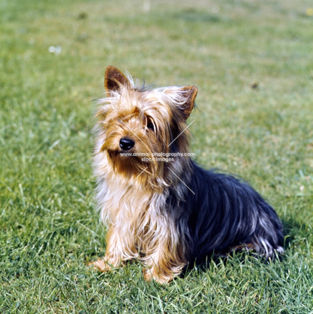 pet  yorkshire terrier sitting on grass