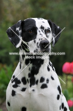 Dalmatian portrait