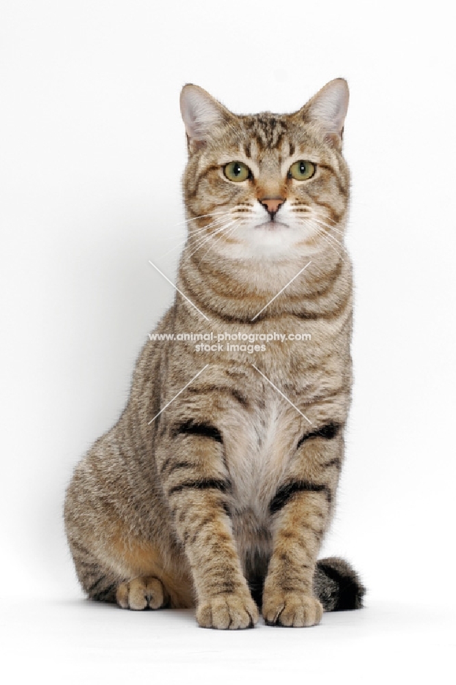 Brown Mackerel Tabby Cat, on white background