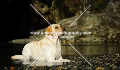 cream Labrador Retriever lying down near water