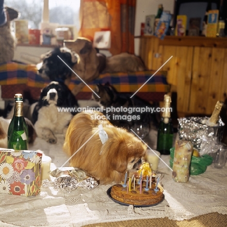 mandy, pekingese at her birthday party with dogs and sheep as guests